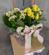 Killer Kalonchoes Kalanchoe blossfeldiana