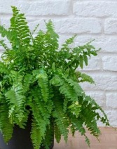 Kimberly Fern Green Plant