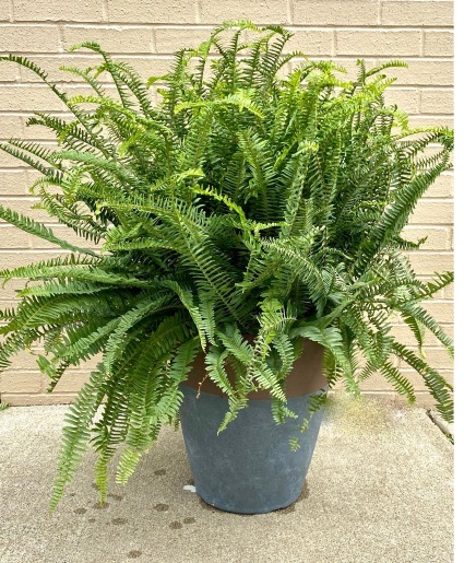 Kimberly Fern Outdoor Plant