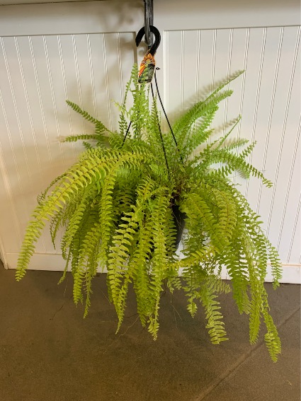 Kimberly Queen Fern plant