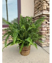 Kimberly Queen Fern Plant