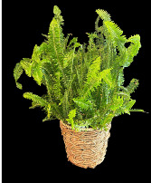 Kimberly Queen Fern Plant Green plant