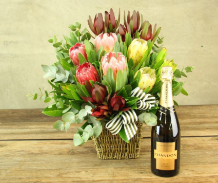 King and Queen Proteas