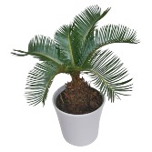 King Sago Palm plant