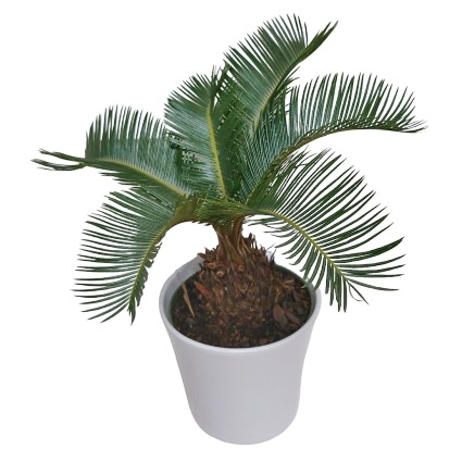 King Sago Palm plant