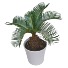King Sago Palm plant