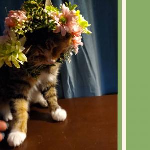 Kitten Crown Pet Couture