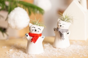 Kitty Claus plant