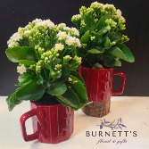 Knit Mug Kalanchoe Plant