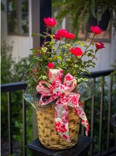 Knock Out Rose Bush  Plant