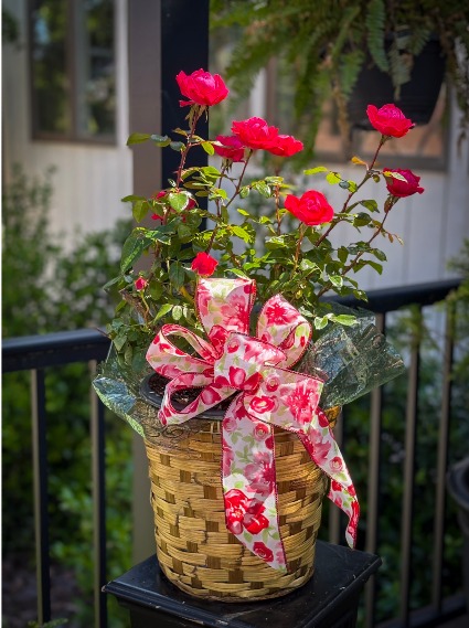Knock Out Rose Bush Plant