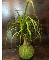 KOKEDAMA LARGE PLANT