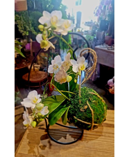 Kokedama Living Moss with Orchid