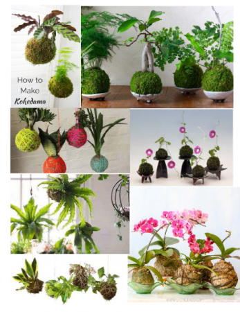 Kokedama Planter Plants
