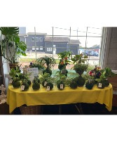 Kokedamas A natural and artistic way to display plants