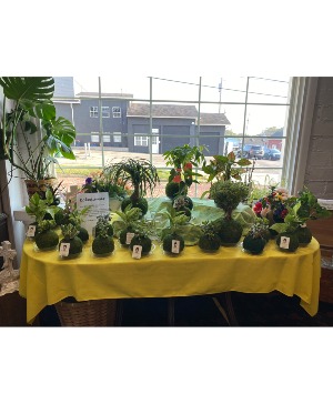 Kokedamas A natural and artistic way to display plants