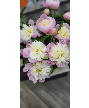 KP1Peonies Vase