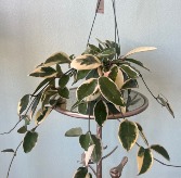 Krimson Queen Hoya Plant
