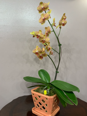 KV Beauty Phalaenopsis Orchid 