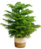 Norfolk Island Pine- 3 feet tall 