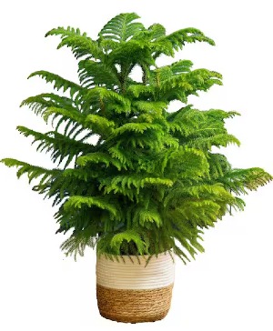 Norfolk Island Pine- 3 feet tall 