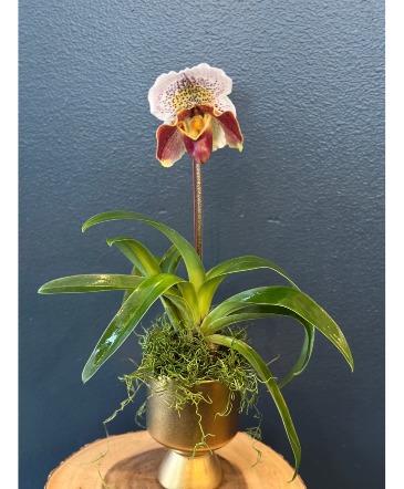 Lady Slipper  Orchid in Astoria, OR | BLOOMIN CRAZY FLORAL