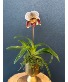 Lady Slipper  Orchid