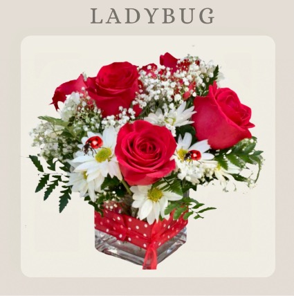 Ladybug