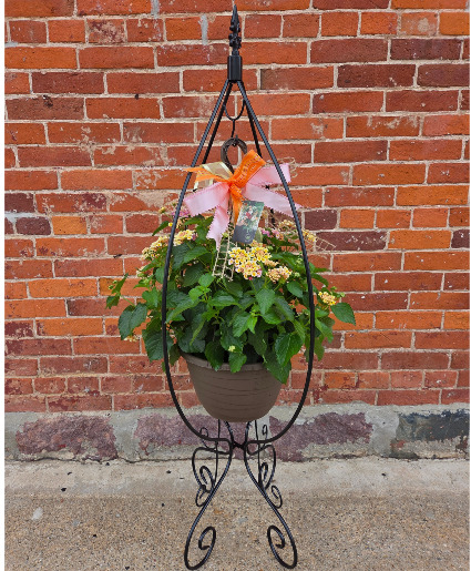 Lantana Hanging Basket with Decorative Stand Plant