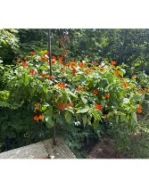 Lantana flowering  Hanging baskets 