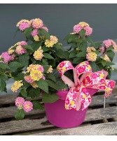 Lantana Rose Glow Patio Pot