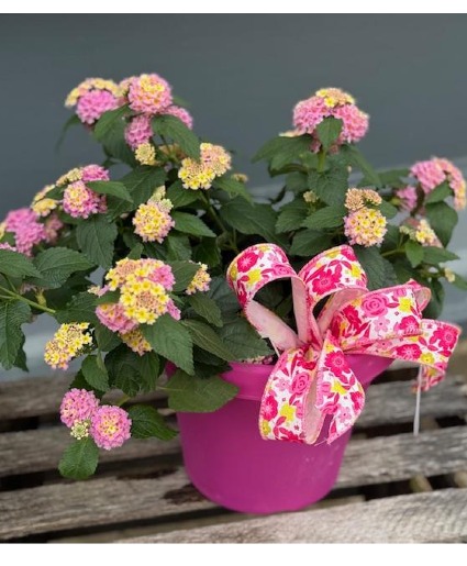 Lantana Rose Glow Patio Pot