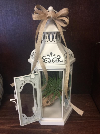 Lantern with Air Plant
