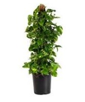 Large 10" pot Pothos Pole Ivy 