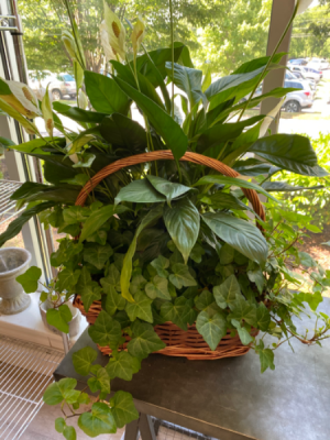 Large 2 Plant Basket 
