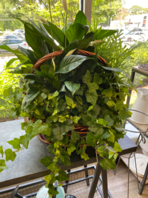 Large 3 Plant Basket 