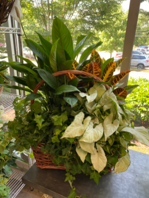Large 4 Plant Basket 
