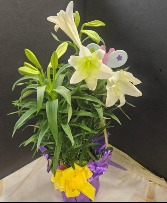 Large 4 stem Easter Lily LIVE PLANT