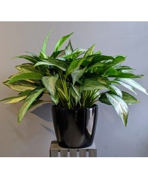 Large Aglaonema "Silver Bay" Chinese Evergreen PLANT