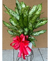 Large Aglaonema "Silver Queen" Live Plant