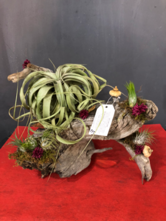 Large Air Plant Arrangement In Minco Ok Petals Pinecones