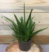 Large Aloe Vera Plant 