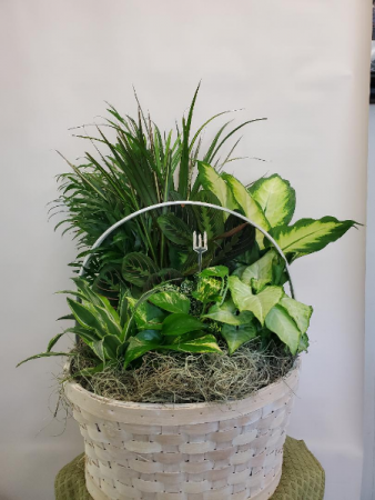 Large Basket Dish Garden Planter