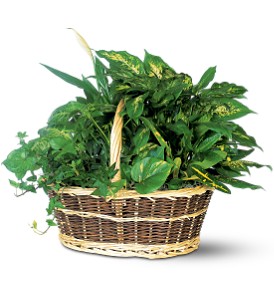 Large Basket Dishgarden plants
