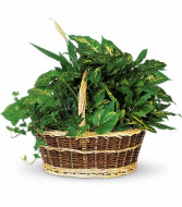 Large Basket Garden Garden