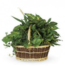 Large Basket Garden T212-1A