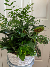 Large Basket of Green Plants 