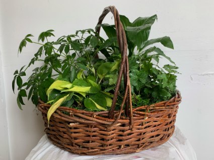 Large basket Planter