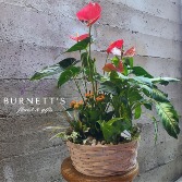 Large basket planter Planter