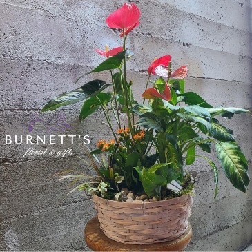 Large basket planter Planter in Kelowna, BC | Burnett's Florist